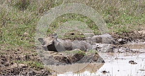 Warthog, phacochoerus aethiopicus, Adult having Mud Bath, Nairobi Park in Kenya,