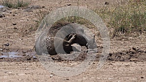 Warthog, phacochoerus aethiopicus, Adult having Mud Bath, Scratching, Nairobi Park in Kenya,
