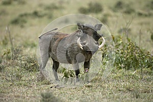 Warthog, phacochoerus aethiopicus, Adult in savannah, Masai Mara Park in Kenya