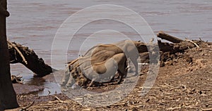 Warthog, phacochoerus aethiopicus, Adult and Youngs drinking at River, Samburu Park in Kenya,