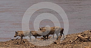 Warthog, phacochoerus aethiopicus, Adult and Youngs near the River, Samburu Park in Kenya, r