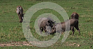 Warthog, phacochoerus aethiopicus, Adults Fighting, Nairobi Park in Kenya,