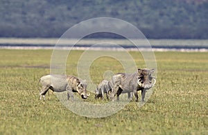 Warthog, phacochoerus aethiopicus, Adults and Young, Nakuru Lake in Kenya