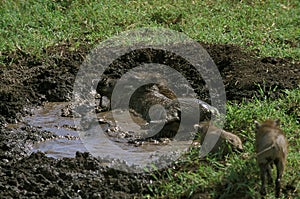 Warthog, phacochoerus aethiopicus, Female with Piglet having Mud Bath, Masai Mara Park in Kenya