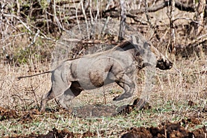 Warthog Phacochoerus aethiopicus, male, Kruger National Park, South Africa