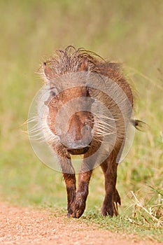 Warthog (phacochoerus africanus) photo