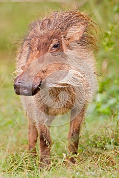 Warthog (phacochoerus africanus)