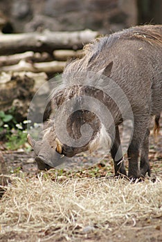 Warthog - Phacochoerus africanus