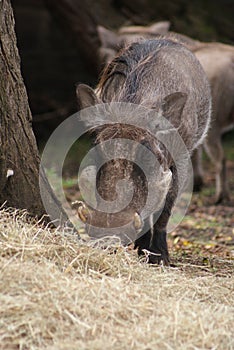 Warthog - Phacochoerus africanus