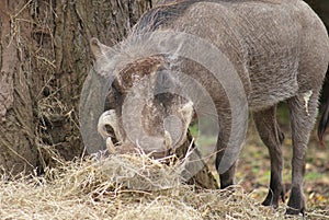 Warthog - Phacochoerus africanus