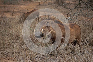 Warthog (Phacochoerus africanus)