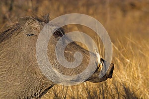 Warthog (Phacochoerus africanus)