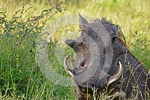 Warthog (Phacochoerus africanus)