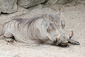 Warthog (Phacochoerus africanus)