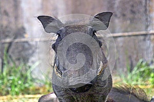 Warthog (Phacochoerus africanus)