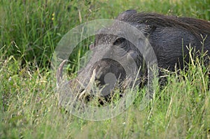 Warthog (Phacochoerus africanus)