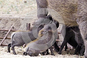 Warthog (Phacochoerus africanus) babies feeding