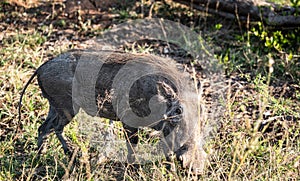Warthog (Phacochoerus Africanus) in Kruger National Park