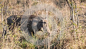 Warthog (Phacochoerus Africanus) in Kruger National Park