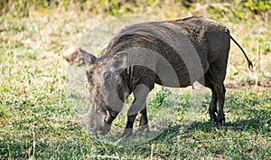 Warthog (Phacochoerus Africanus) in Kruger National Park