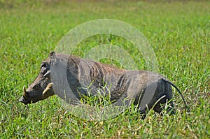 Warthog (Phacochoerus africanus) in Kruger National Park