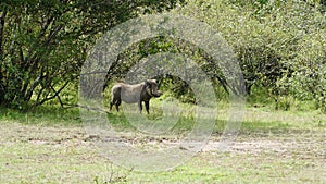 Warthog Phacochoerus Africanus from Pig Family in Kenya, Africa