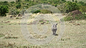 Warthog Phacochoerus Africanus from Pig Family in Wildlife