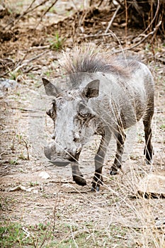 Warthog (Phacochoerus africanus), taken in South Africa