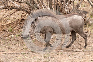Warthog & x28;Phacochoerus africanus& x29;, taken in South Africa