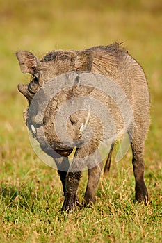 Warthog photographed frontally