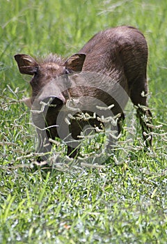 Warthog piglet