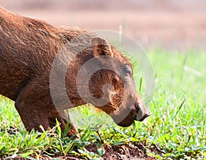 Warthog piglet