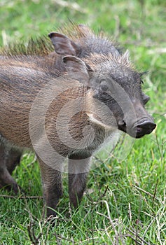 Warthog Piglet