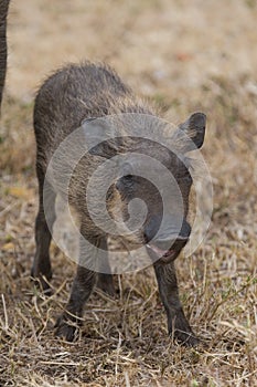 Warthog Piglet