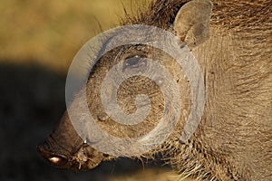 Warthog piglet, Masai Mara