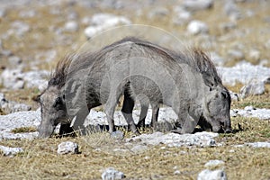 Warthog piglets grazing, Etosha, Namibia