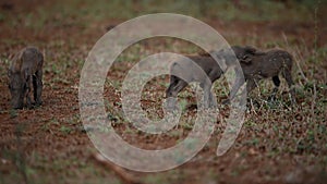 Warthog with piglets in the wilderness