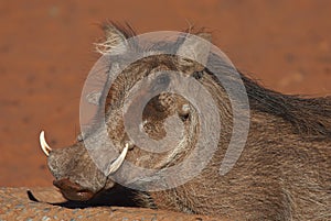 Warthog portrait