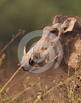 Warthog portrait photo