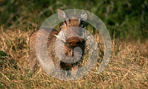 Warthog portrait photo