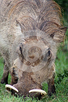 Warthog, portrait