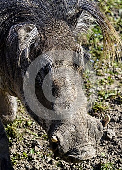 Warthog portrait; Phacochoerus Aethiopicus