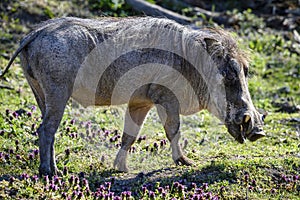 Warthog portrait; Phacochoerus Aethiopicus