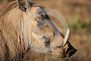 Warthog Profile