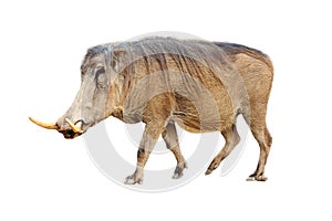 Warthog Profile Isolated