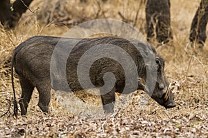 Warthog quiet walking