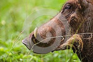 Warthog relax in the green grass of the Hluhluwe-Umfolozi Game reserve