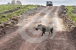 Warthog on the road