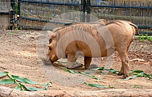 Warthog Rooting in Dirt