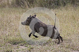 Warthog on the run photo